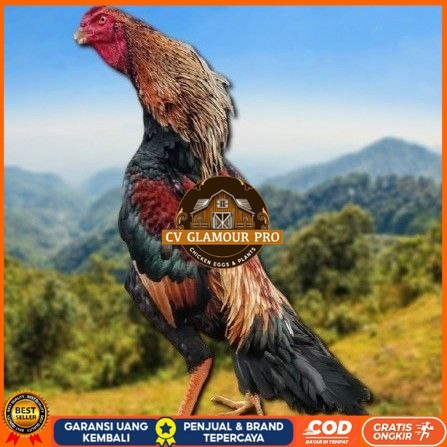 

telur tetas ayam shamo japan CV GLAMOUR PRO