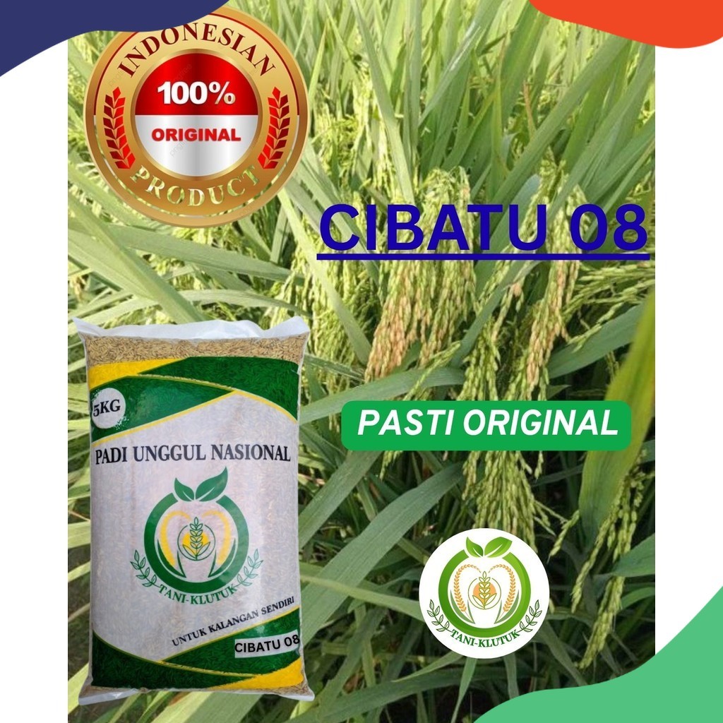 BIBIT/BIJI padi Cibatu 08 kemasan 5kg ORIGINAL PRODUK TANI KLUTUK