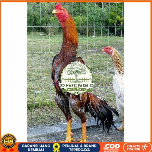 

Telur ayam shamo jepang bangkok aduan fertil siap ditetaskan - ayam-shamo UD NAFII FARM ID