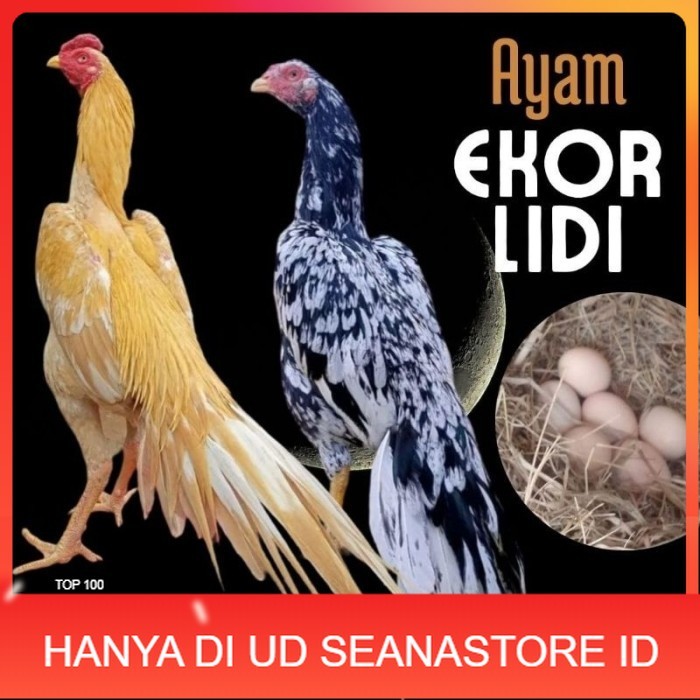 

telur ayam ekor lidi asli original bisa untuk di tetaskan fresh UD SEANASTORE ID