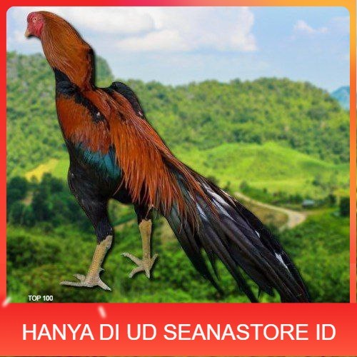 

telur ayam ekor lidi original bisa untuk di tetaskan ori UD SEANASTORE ID