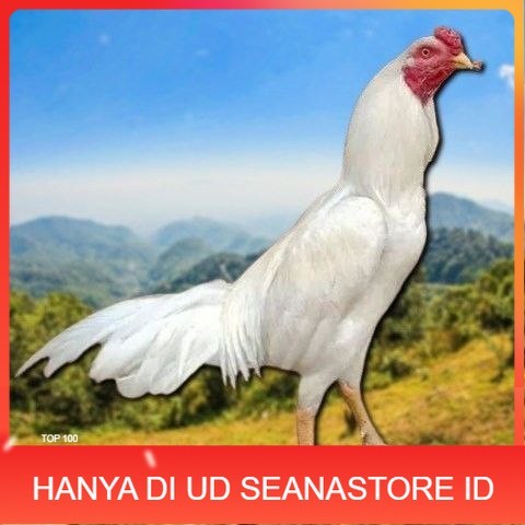 

telur tetas ayam shamo petarung bangkok UD SEANASTORE ID