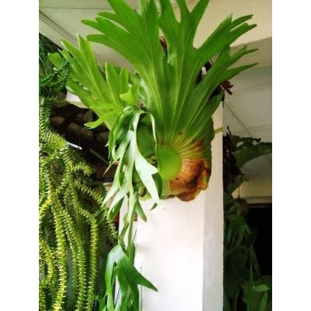 Tanduk Rusa (include gantungan) - Bibit Tanaman Hias Obat Herbal