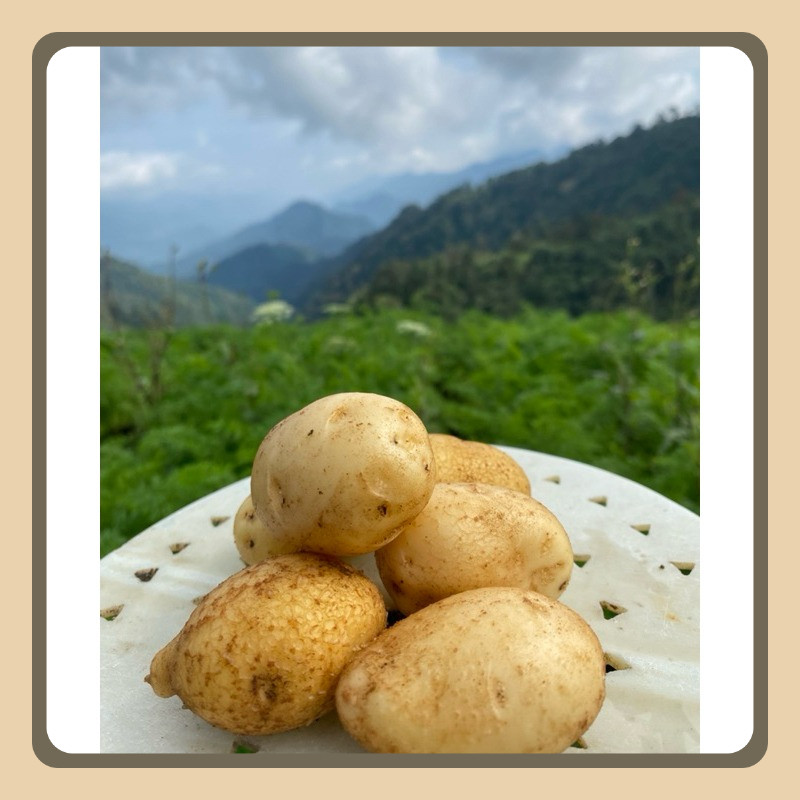 

KENTANG DIENG Ukuran Sedang 1 Kg isi 10 - 17 BIJI - Baru Panen Dari Kebun -Tani Syukur 165