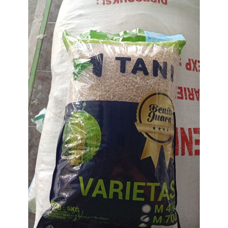 benih padi M70 original