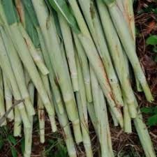 

Terubuk/ turubuk/ terubus / tebu endog tebu/500