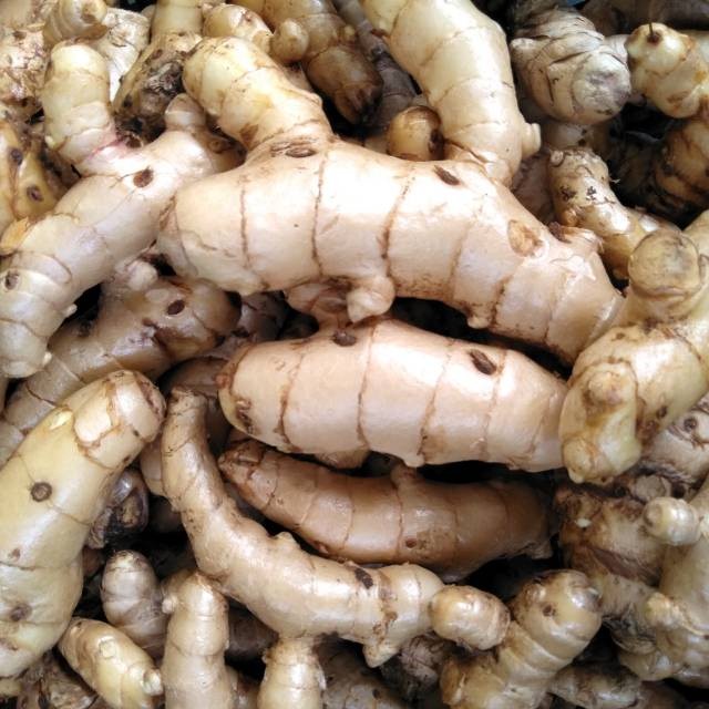 

Baru Promo Kunyit putih segar 1kg (temu putih/curcuma zedoaria)