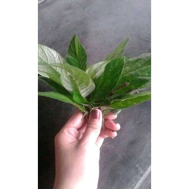 

Baru Promo Daun reundeu segar(250gram) bisa COD ML plant