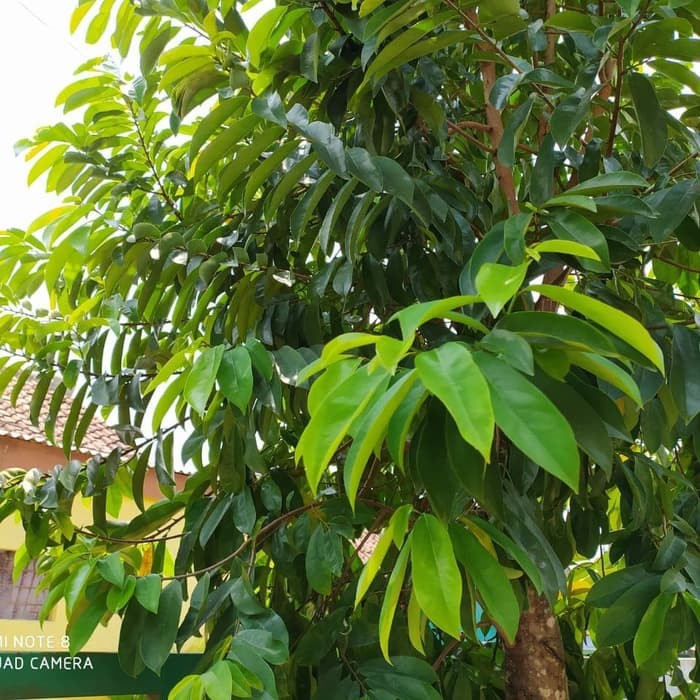 

Gelaskosong11 Daun Sirsak Segar KC