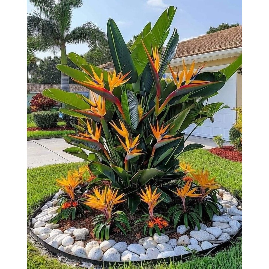 BUNGA HELICONIA - Tanaman Hias Bunga Pisang Pisangan Heliconia Oren