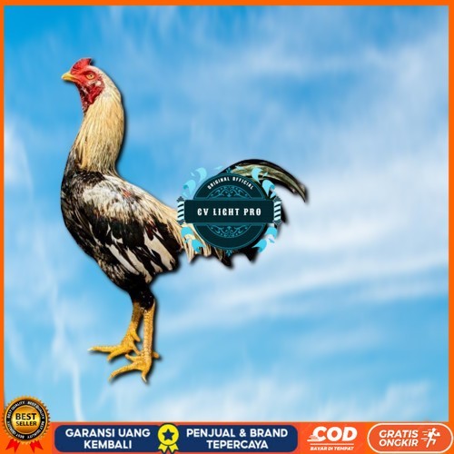 

ayam pama IQ telur fertill 100% terlaris CV LIGHT PRO