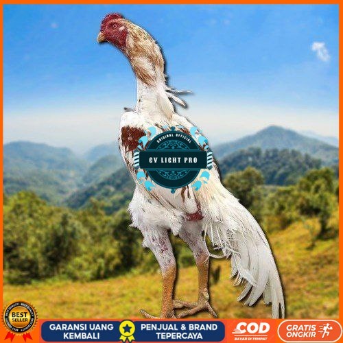 

Telur Shamo X BK clasik terlaris CV LIGHT PRO