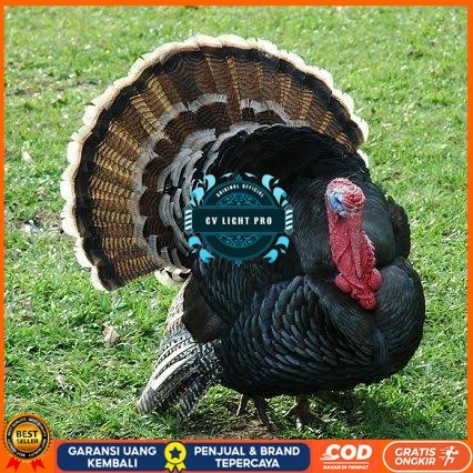 

Telur ayam kalkun jumbo / telur ayam hias / telur fertil siap kirim CV LIGHT PRO