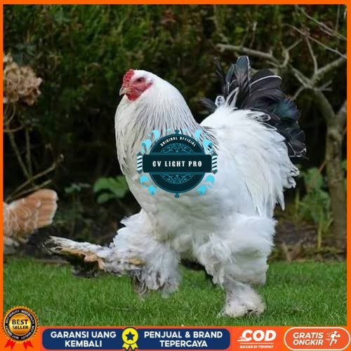

Telur ayam hias brahma siap ditetaskan CV LIGHT PRO