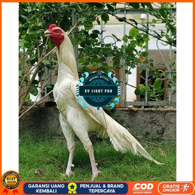 

Telur ayam hias putih nasional bangkok putih fertil siap tetas - ayam nasional CV LIGHT PRO