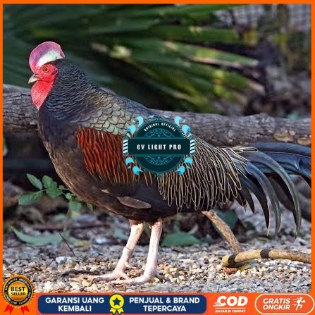 

Telur ayam hutan x jawa / telur ayam hias / telur fertil siap kirim CV LIGHT PRO