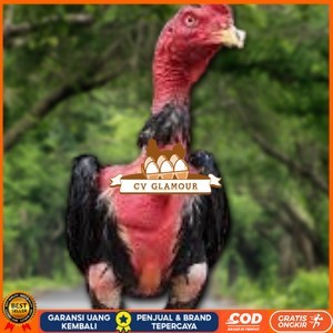 

TELUR RAJA SAIGON FRESH FERTIL CV GLAMOUR