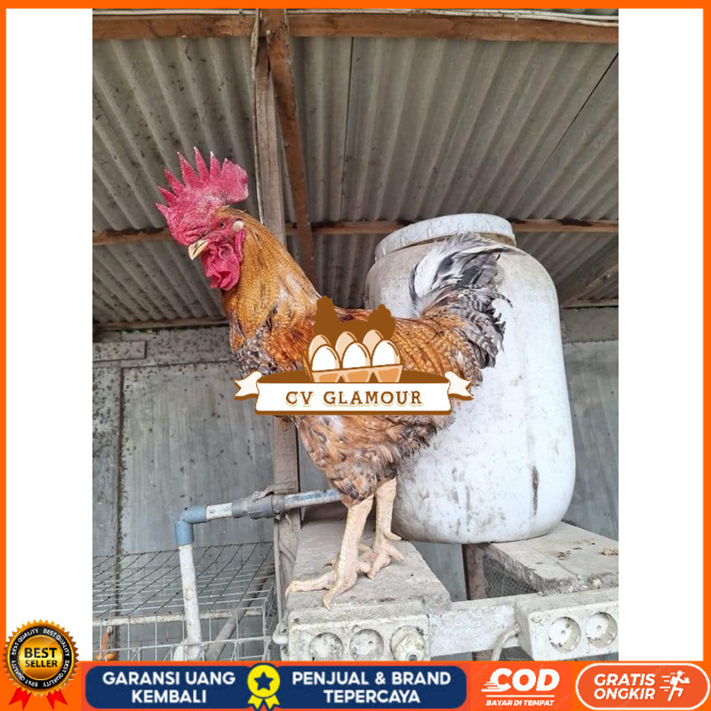 

TELUR FERTIL AYAM LARMOD 2 UNTUK DI TETASKAN CV GLAMOUR