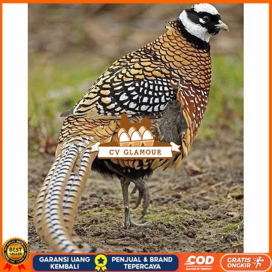 

Telur ayam hias ringneck reeves pheasant fertil siap ditetaskan CV GLAMOUR