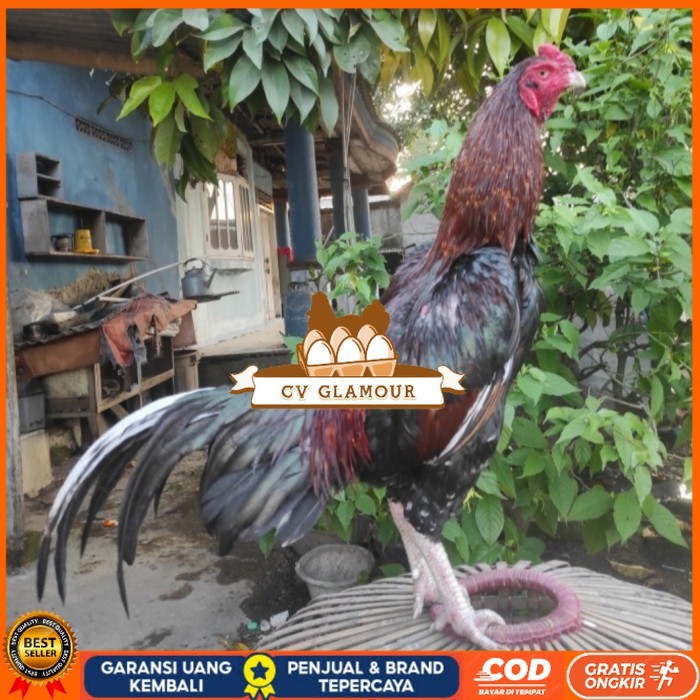 

Telur ayam bangkok birma fertil / ayam petarung aduan siap ditetaskan Langsung CV GLAMOUR