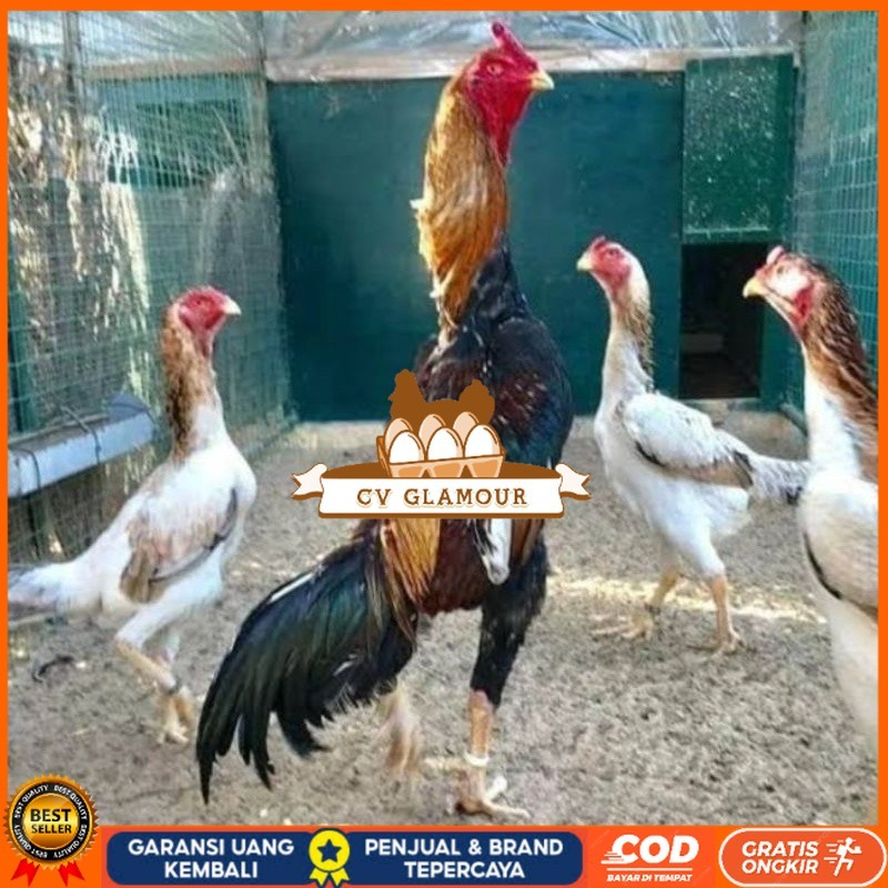 

TELUR AYAM SHAMO EROPA PURE LINE UNTUK DI TETASKAN CV GLAMOUR
