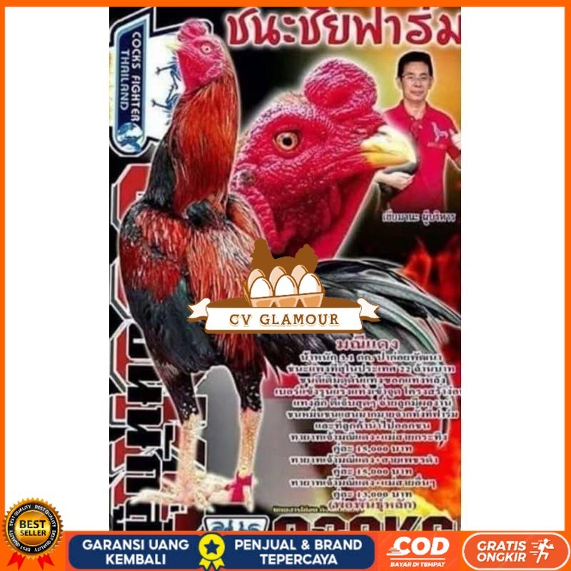 

Telur fertil ayam pakhoy trah maneedaeng / COD CV GLAMOUR