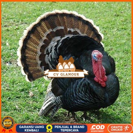 

Telur ayam kalkun jumbo / telur ayam hias / telur fertil siap kirim CV GLAMOUR