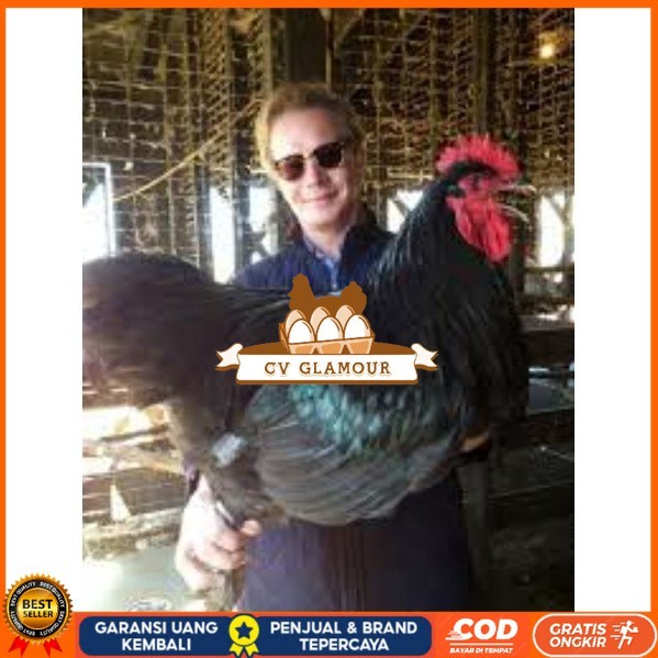 

TELUR AYAM LARMOD SUPER JUMBO RAKSASA UNTUK DI TETASKAN CV GLAMOUR