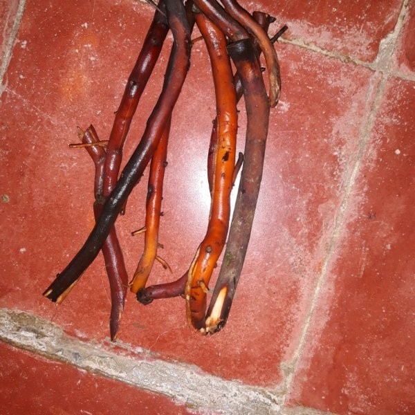 

Sahabattani Promo Jual Akar Pohon Kelapa Segar 1 Kg - GRATIS kunyit segar