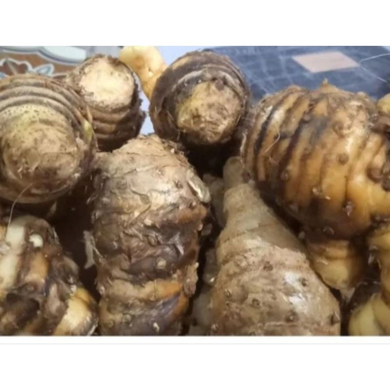

Empu Kunir Putih Biang Kunyit putih segar 1 kg