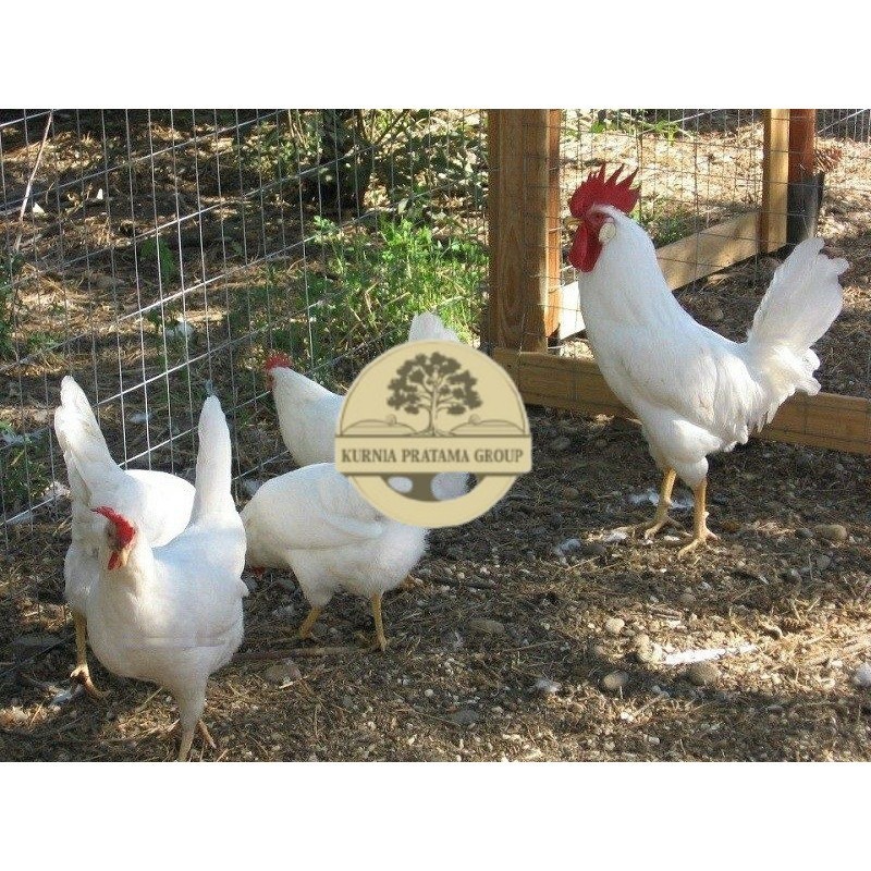 

TELUR AYAM ARAB WHITE UNTUK DI TETASKAN KURNIA PRATAMA GROUP