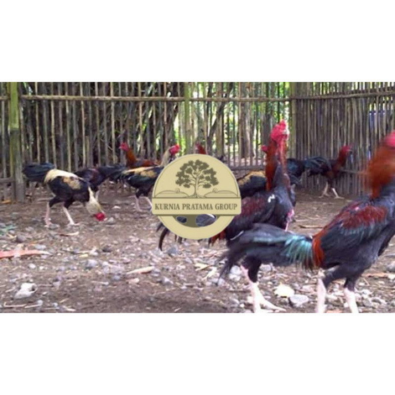 

TELUR FERTIL AYAM BK X AKA UNTUK DI TETASKAN KURNIA PRATAMA GROUP