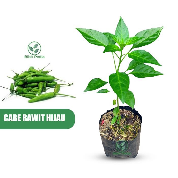 PROMO (BISA COD) Bibit Tanaman Cabe Rawit Pohon Cabe Rawit Hijau