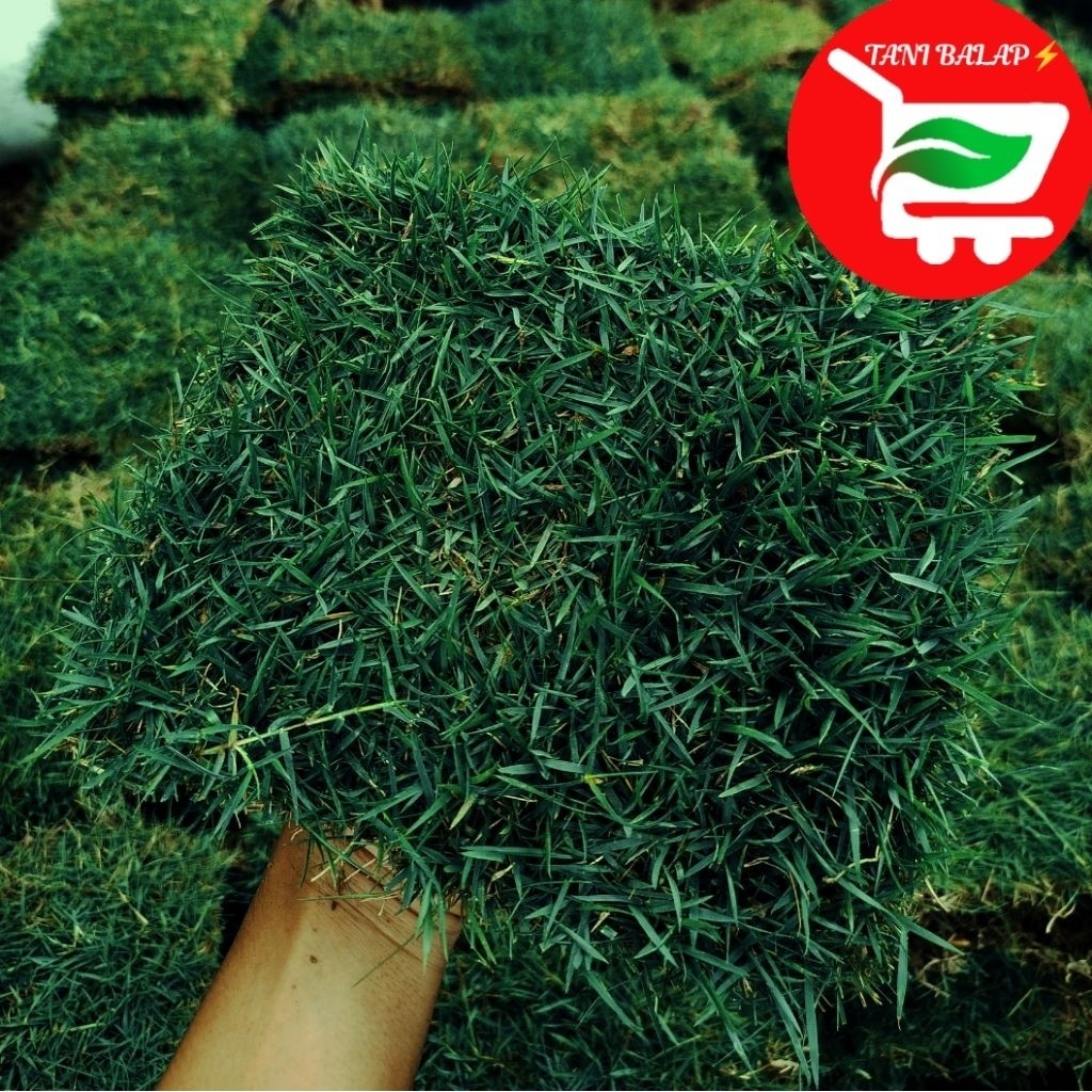 Rumput jepang hidup 20X20 cm / rumput hias hijau segar untuk taman dan kuburan