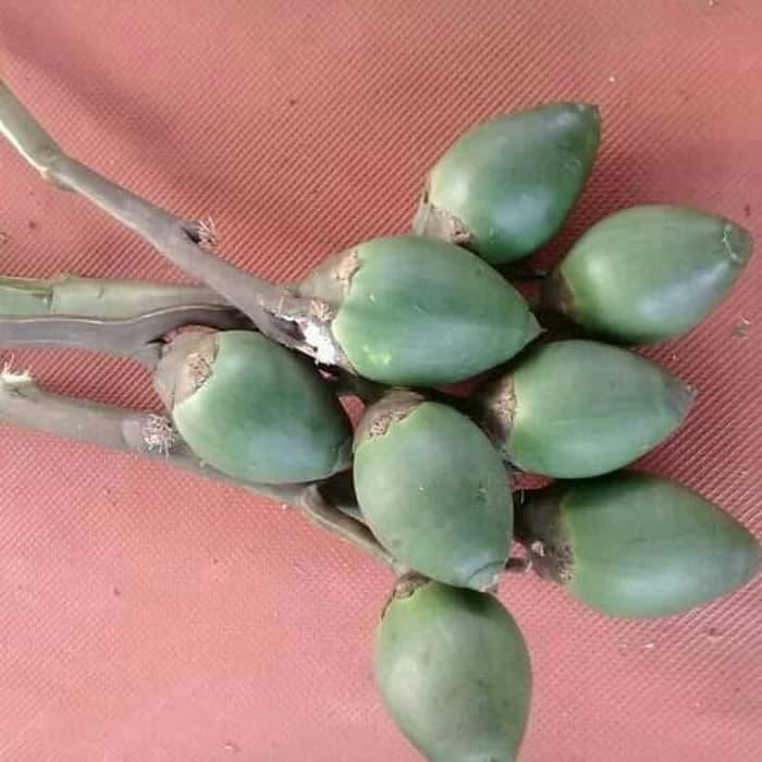

Ready stok buah pinang ceming buah pinang muda per biji