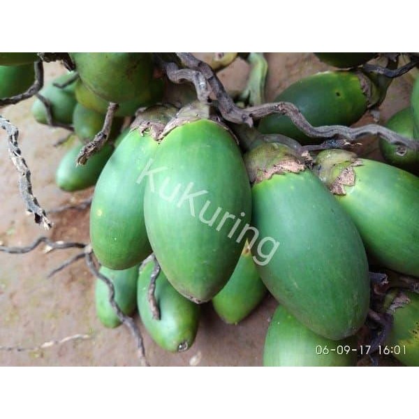 

Ready stok buah pinang ceming Buah Pinang Muda