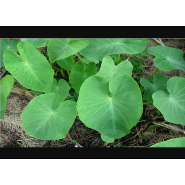 

Sahabatalam Daun Talas Liar Segar 1 Kg Murah