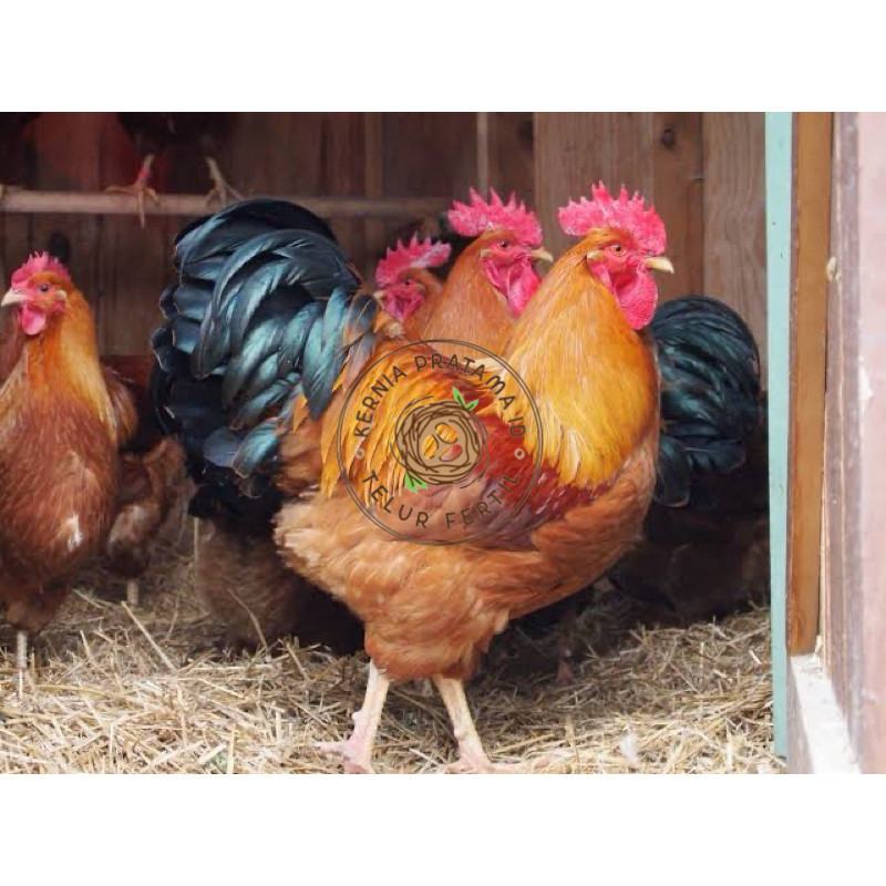 

TELUR FERTIL AYAM NEWHAMPSHIRE IMPORT UNTUK DITETASKAN KURNIA PRATAMA ID