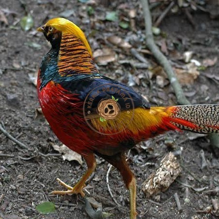 

Telur ayam ringneck golden pheasant telur ayam hias fertil siap cod KURNIA PRATAMA ID