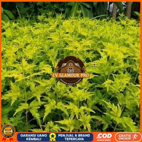 Bibit Cendana Bali Asli | Bibit Pohon Cendana Bali Wangi | Bibit Tanaman Cendana Bali Bibit Tanaman 