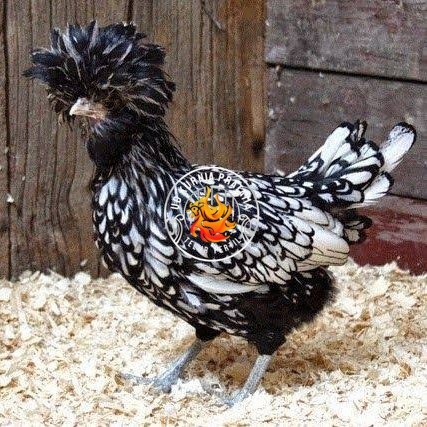 

telur ayam poland hias fertil asli siap ditetaskan - ayam polan UD KURNIA PRATAMA