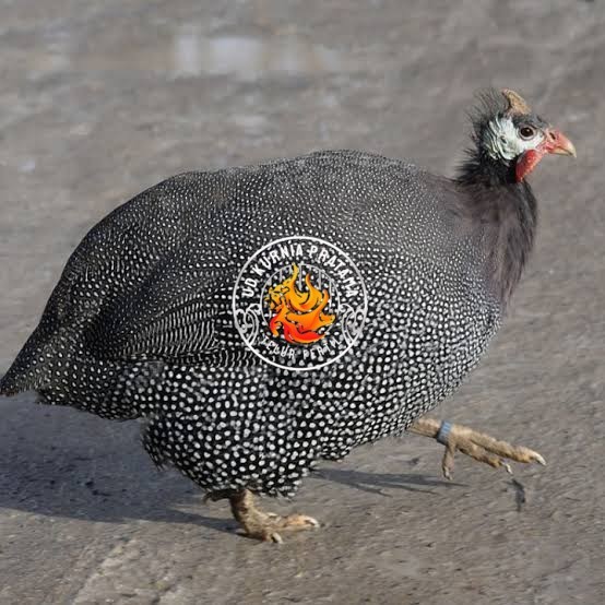 

Telur ayam mutiara / telur ayam hias / telur fertil siap tetas UD KURNIA PRATAMA