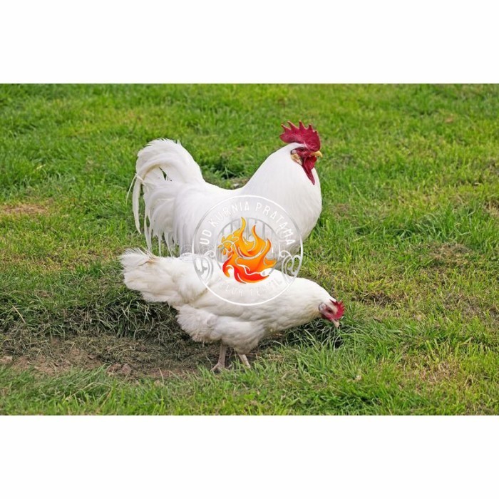

Telur ayam hias leghorn white fertil asli siap ditetaskan - ayam-leghorn UD KURNIA PRATAMA