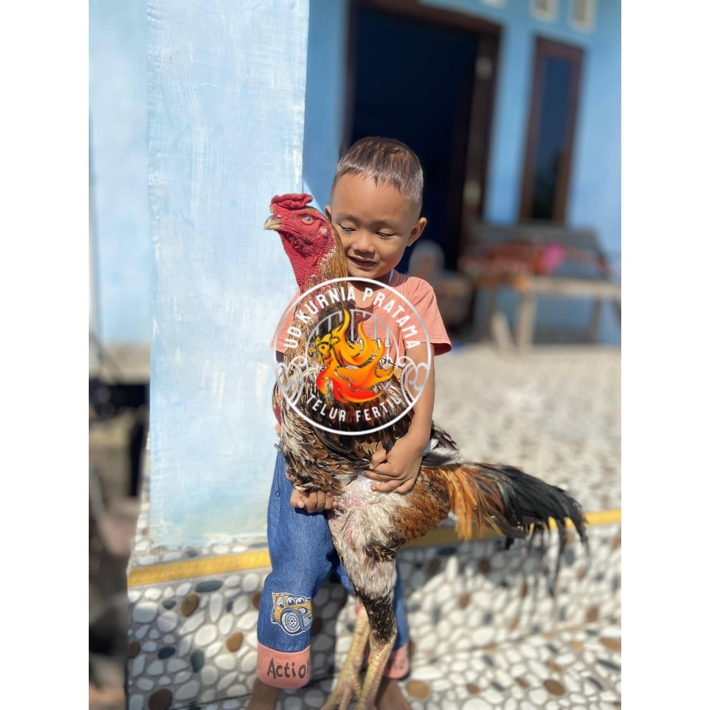 

Telur ayam bangkok shamo eropa / ayam petarung aduan bisa ditetaskan UD KURNIA PRATAMA