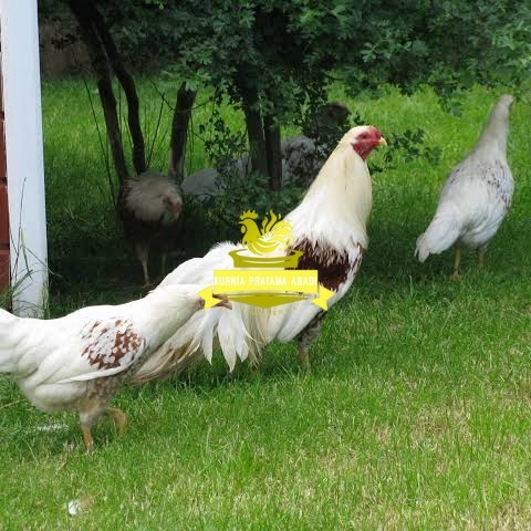 

Telur ayam hias yokohama fertil bisa ditetaskan Langsung KURNIA PRATAMA ABADI