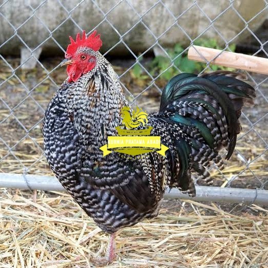 

Telur ayam barred plymouth rock / telur ayam hias fertil siap cod KURNIA PRATAMA ABADI
