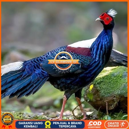 

Telur ayam hias ringneck swinhoe pheasant fertil siap ditetaskan CV GLAMOUR ID