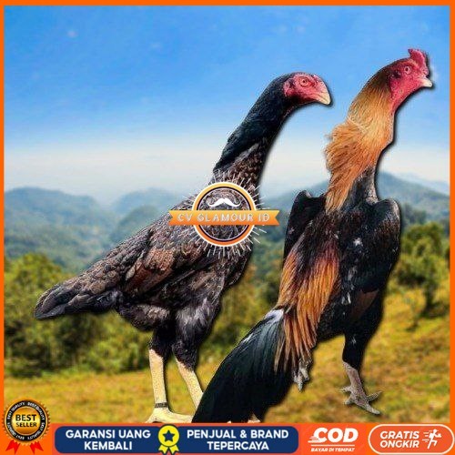 

telur tetas ayam shamo aduan jumbo CV GLAMOUR ID