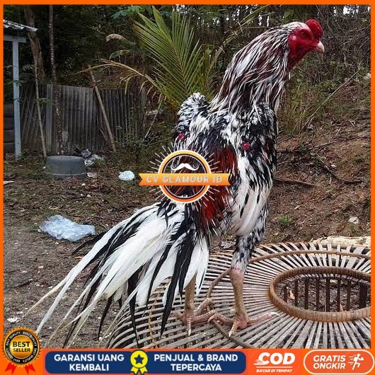

Telur ayam bangkok ekor lidi / telur ayam hias fertil siap cod CV GLAMOUR ID