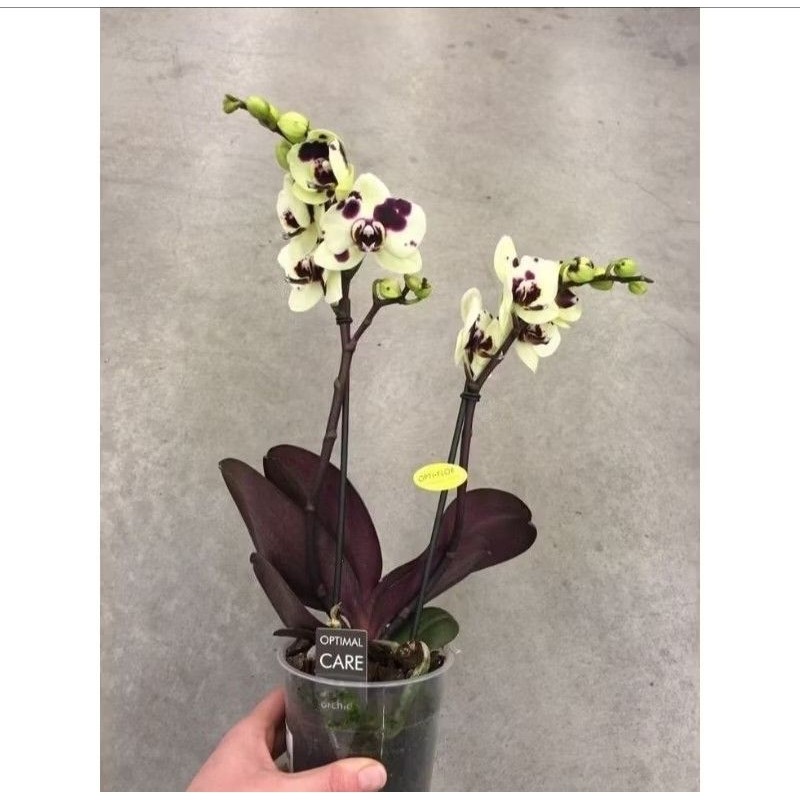 Anggrek bulan dewasa & Anakan Anggrek Bulan - Bunga Hidup Anggrek Bulan